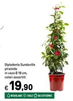 Iper La Grande Dipladenia Sundaville piramide in vaso Ø19 cm offerta