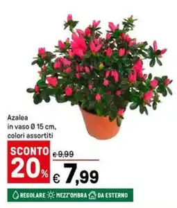 Iper La Grande Azalea in vaso Ø15 cm offerta