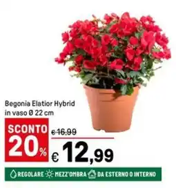 Iper La Grande Begonia Elatior Hybrid in vaso Ø22 cm offerta