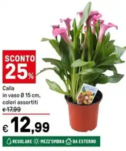 Iper La Grande Calla in vaso Ø15 cm offerta