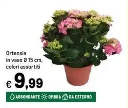 Iper La Grande Ortensia in vaso Ø15 cm offerta