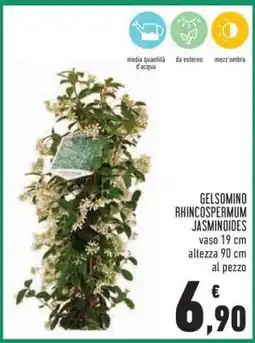 Conad Gelsomino Rhincospermum Jasminoides offerta