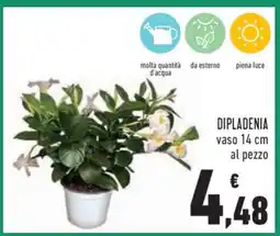 Conad DIPLADENIA offerta
