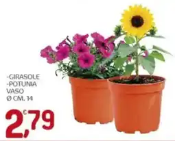 Crai Girasole, potunia offerta