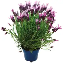 Ipercoop LAVANDA STOECHOS offerta