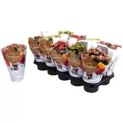 Ipercoop KALANCHOE CLANDIVIA offerta