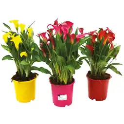 Ipercoop CALLA COLORATA offerta