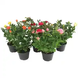 Ipercoop ROSA MINI offerta