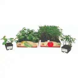 Ipercoop PIANTE DA ORTO offerta