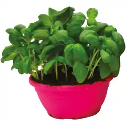 Ipercoop BASILICO offerta