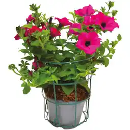 Ipercoop PETUNIA SURFINIA offerta