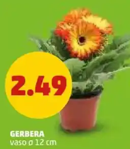 PENNY Gerbera offerta