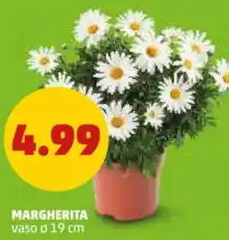PENNY Margherita offerta