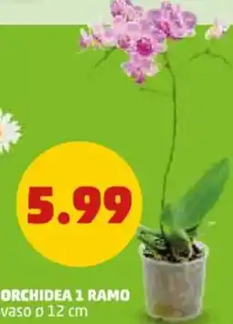PENNY Orchidea 1 ramo offerta