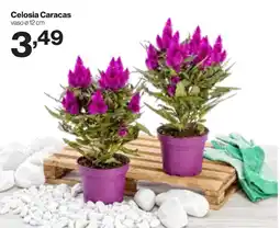 In'S Mercato Celosia Caracas vaso 12 cm offerta
