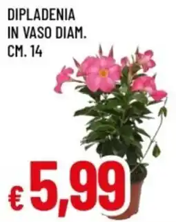 Famila Dipladenia in vaso offerta