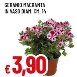 Famila Geranio macranta in vaso offerta