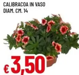 Famila Calibracoa in vaso offerta