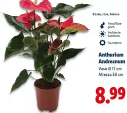 Lidl Anthurium Andreanum offerta