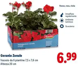 Lidl Geranio Zonale offerta