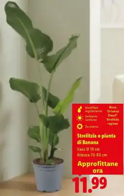 Lidl Strelitzia o pianta di Banana offerta