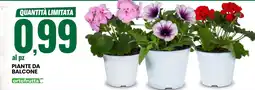 Eurospin Piante da balcone offerta