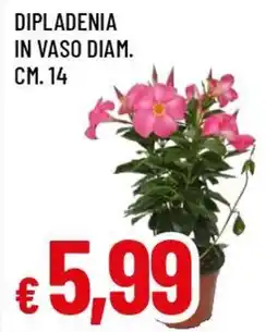 Famila Superstore Dipladenia in vaso offerta