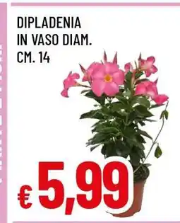 Famila DIPLADENIA offerta