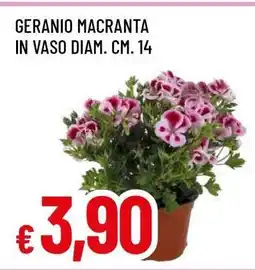 Famila GERANIO MACRANTA offerta