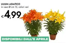 Bennet Lilium asiatico offerta