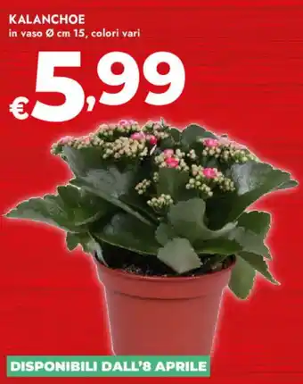 Bennet Kalanchoe offerta