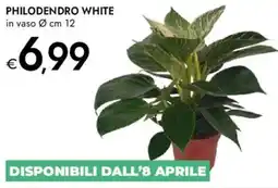 Bennet Philodendro white offerta
