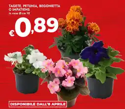 Bennet Tagete, petunia, begonietta o impatiens offerta