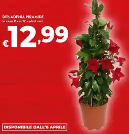 Bennet Dipladenia piramide offerta