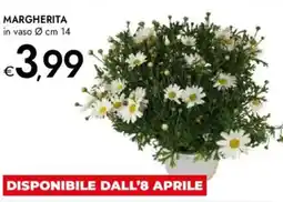 Bennet Margherita offerta