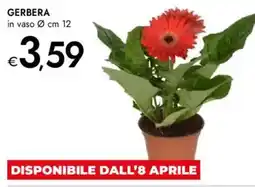 Bennet Gerbera offerta