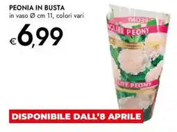 Bennet Peonia in busta offerta