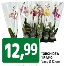 DPiù Orchidea 1 ramo offerta