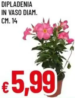 A&O Dipladenia in vaso diam. cm. 14 offerta