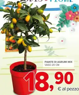 Todis Piante di agrumi mix vaso 20 cm offerta