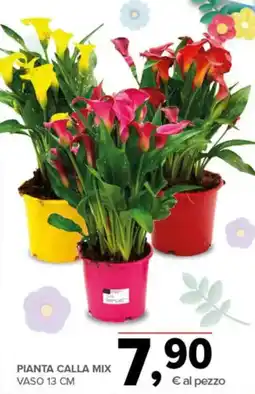 Todis Pianta calla mix vaso 13 cm offerta