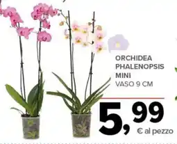 Todis Orchidea phalenopsis mini vaso 9 cm offerta