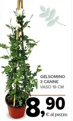 Todis Gelsomino 3 canne vaso 19 cm offerta