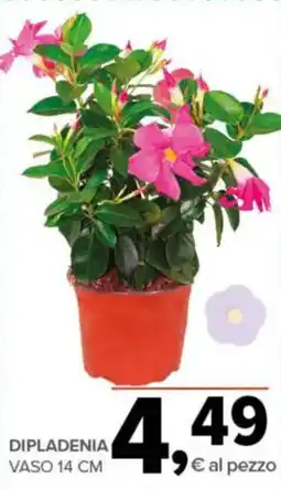 Todis Dipladenia vaso 14 cm offerta