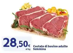Sigma Superstore Costate di bovino adulto femmina offerta