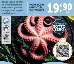 Deco Superfreddo Polpo riccio marocco T6 offerta
