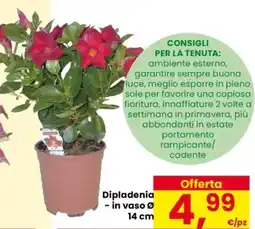 Despar Dipladenia offerta