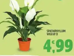 Ard Discount Spathiphyllum vaso ø 13 offerta