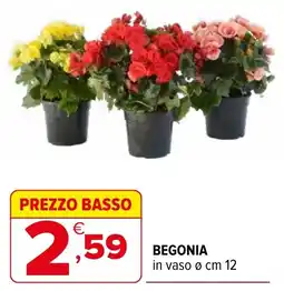 Iperal Begonia offerta