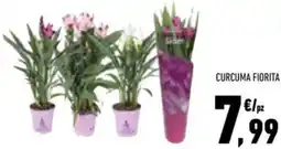Conad Curcuma fiorita offerta